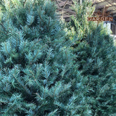 Organic  Douglas Fir Hydrosol Rosemary Garden
